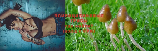 индика Абаза